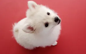 可爱博美犬图片_7