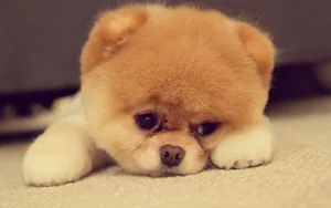 可爱博美犬图片_8