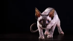 斯芬克斯猫图片_2