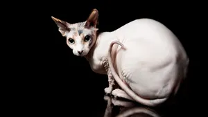 斯芬克斯猫图片_3