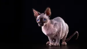 斯芬克斯猫图片_4