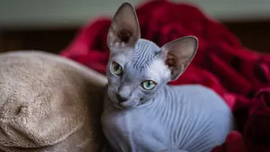 斯芬克斯猫图片_5
