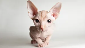 斯芬克斯猫图片_7