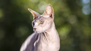 斯芬克斯猫图片_8