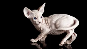斯芬克斯猫图片_9