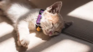 睡觉的小猫图片_2