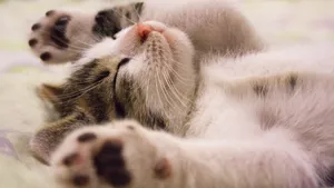 睡觉的小猫图片_3