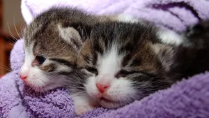 睡觉的小猫图片_4