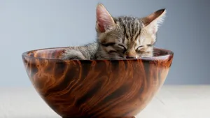 睡觉的小猫图片_5