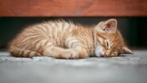 睡觉的小猫图片_6
