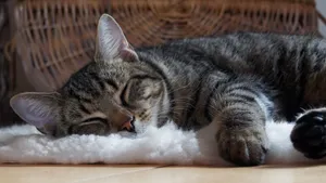 睡觉的小猫图片_7