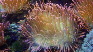 美丽的海底珊瑚图片第1张