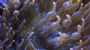 美丽的海底珊瑚图片_3