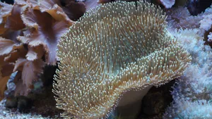 美丽的海底珊瑚图片_8
