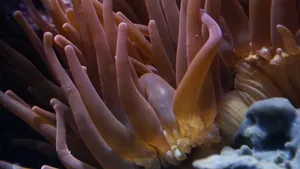 美丽的海底珊瑚图片_10