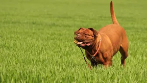 波尔多犬图片_2