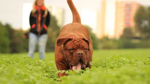 波尔多犬图片_4