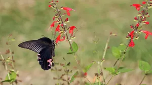 高清黑蝴蝶图片_10