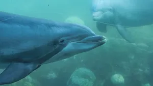 海洋动物海豚图片大全_2