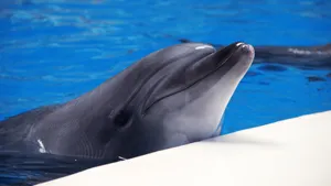 海洋动物海豚图片大全_3