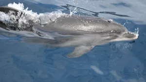 海洋动物海豚图片大全_4