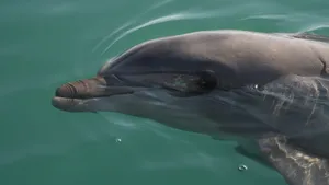 海洋动物海豚图片大全_5