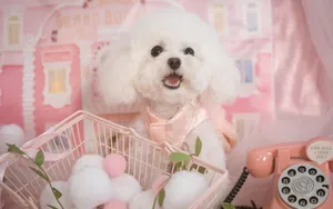 萌宠泰迪犬图片_2
