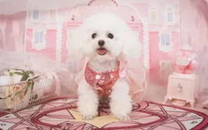 萌宠泰迪犬图片_8