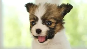 蝴蝶犬图片_2