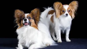 蝴蝶犬图片_3