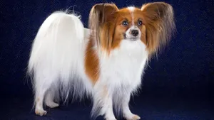 蝴蝶犬图片_4