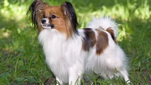 蝴蝶犬图片_5
