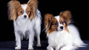 蝴蝶犬图片_6