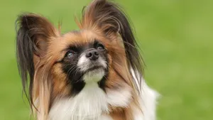 蝴蝶犬图片_7