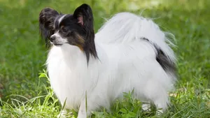 蝴蝶犬图片_8