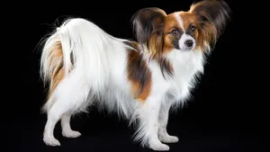 蝴蝶犬图片_9