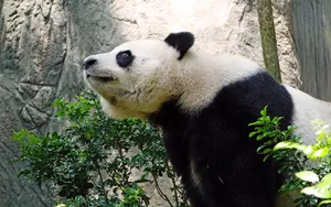 国宝大熊猫图片_5