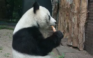 国宝大熊猫图片_6