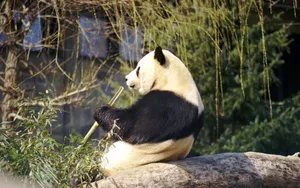 国宝大熊猫图片_7