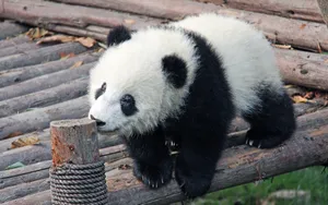 国宝大熊猫图片_8