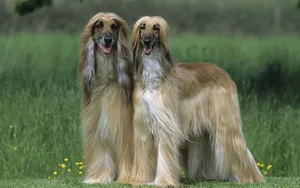阿富汗猎犬图片_2