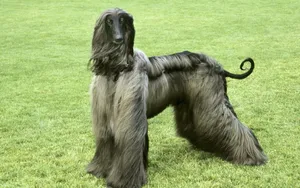 阿富汗猎犬图片_3