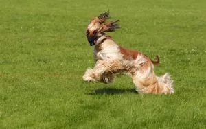 阿富汗猎犬图片_4