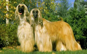 阿富汗猎犬图片_6