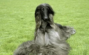 阿富汗猎犬图片_7