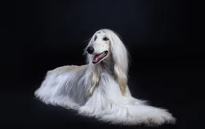 阿富汗猎犬图片_8