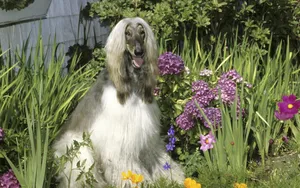 阿富汗猎犬图片_9