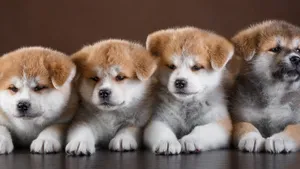 秋田犬图片第1张