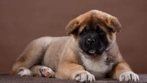 秋田犬图片_2