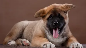 秋田犬图片_3